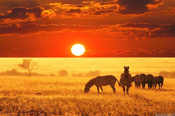 Serengeti & Ngorongoro 3 days Fly Safari in from Zanzibar - Pricing and Value