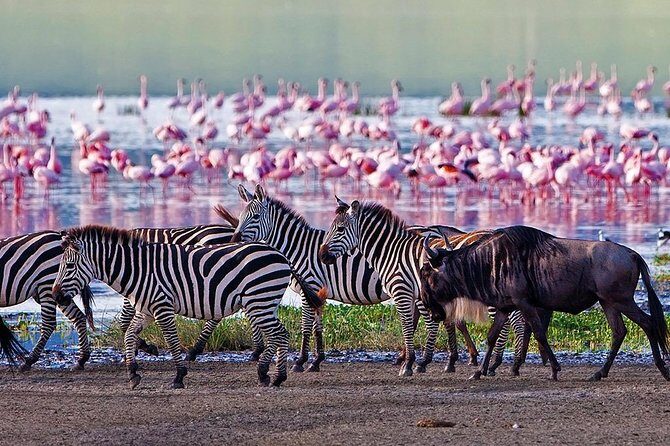 Serengeti & Ngorongoro 3 days Fly Safari in from Zanzibar - Who Should Consider This Safari?
