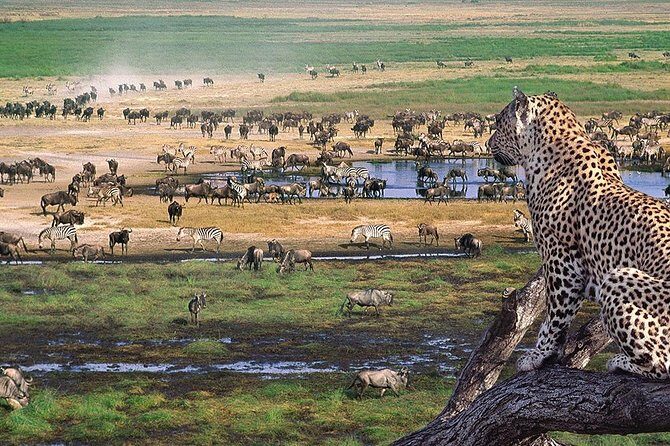 Serengeti & Ngorongoro 3 days Fly Safari in from Zanzibar - FAQ