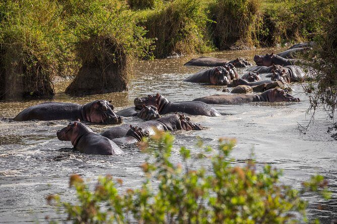 Serengeti & Ngorongoro fly in safari - Day 1: From the Air to the Heart of Serengeti