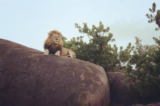 Serengeti & Ngorongoro fly in safari - Guides and Reviews