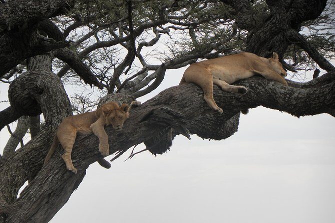 Serengeti Safari with Sirikwa Travel - FAQ