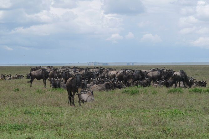 Serengeti Wildebeest Migration. - A Closer Look at the Serengeti Wildebeest Migration Safari