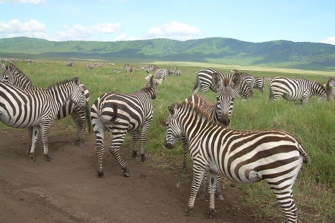 Serengeti Wildebeest Migration. - The Sum Up