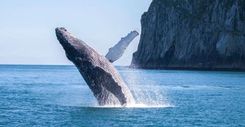 Seward: Kenai Fjords National Park Catamaran Cruise w/Lunch - Key Points