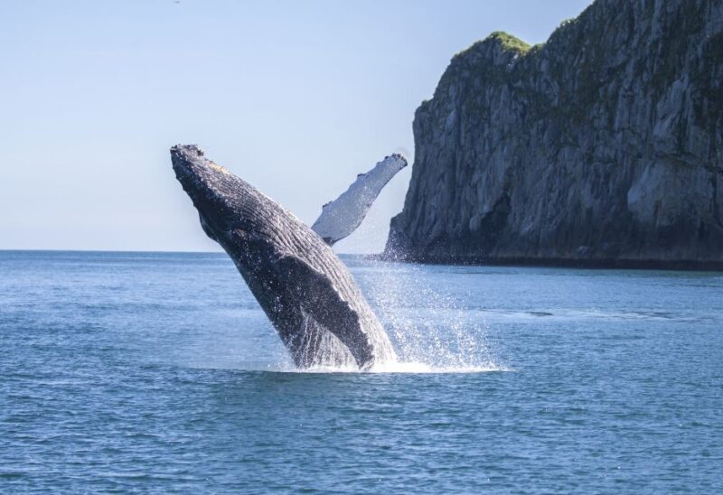 Seward: Kenai Fjords National Park Catamaran Cruise w/Lunch - The Overall Value: Is It Worth It?
