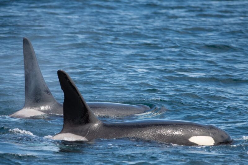 Seward: Kenai Fjords National Park Catamaran Cruise w/Lunch - FAQs
