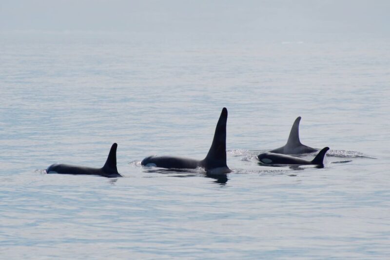 Seward: Resurrection Bay Orca Quest Cruise - An Authentic Alaska Marine Adventure