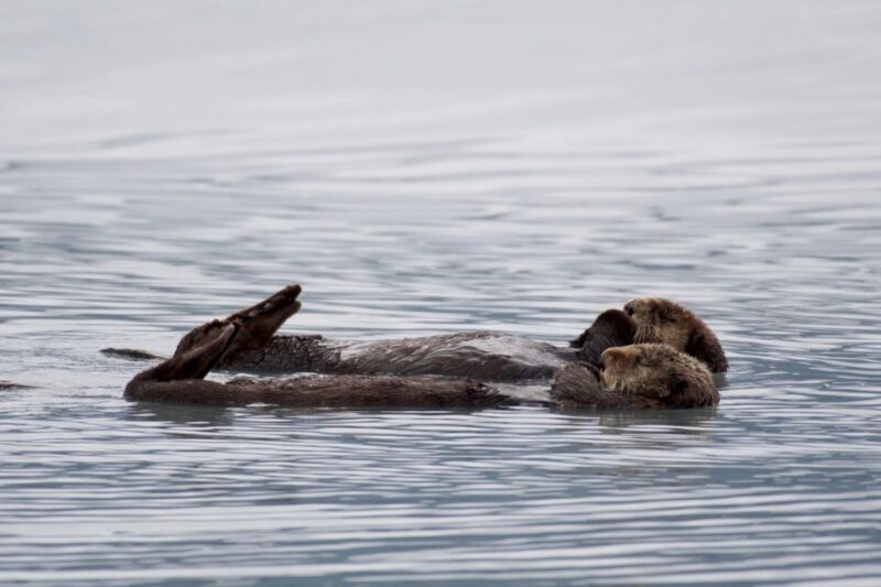 Seward: Resurrection Bay Orca Quest Cruise - Authentic Encounters and Honest Feedback
