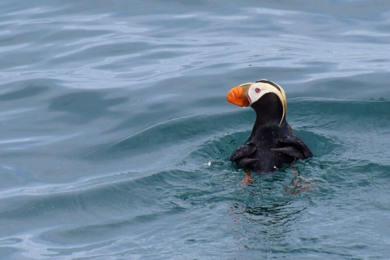 Seward: Resurrection Bay Orca Quest Cruise - Who Should Consider This Tour?