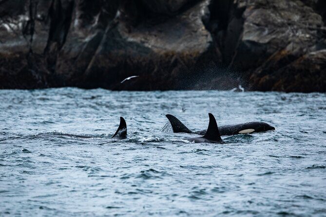 Seward Shore Excursion: Pre- or Post-Cruise Kenai Fjords National Park Tour - An In-Depth Look at the Experience