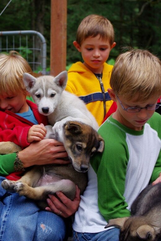 Seward: Summer Dog Sled Ride and Seavey Estate Tour - What Makes This Tour Special