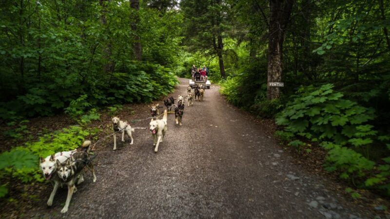 Seward: Summer Dog Sled Ride and Seavey Estate Tour - What Visitors Say