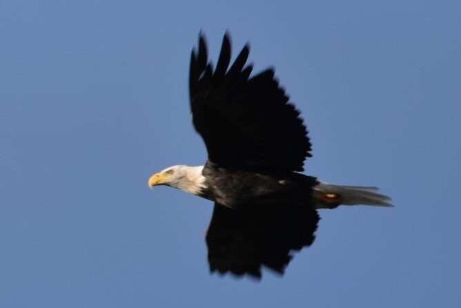 Seward to Anchorage Cruise Transfer and Private Tour - FAQ