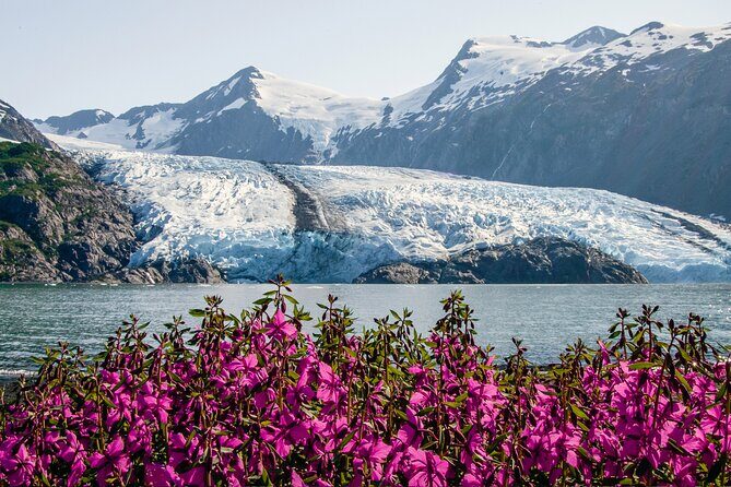 Seward to Anchorage- Post Cruise Curated Wildlife Tour +Transfer - Transportation & Comfort