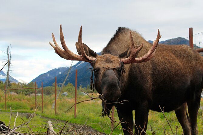Seward to Anchorage Wildlife Adventure - FAQ