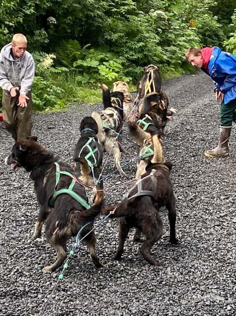 Seward: Turning Heads Kennel Tour & Dog Sled Ride - What to Expect from the Tour