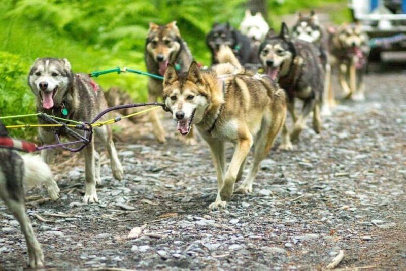 Seward: Turning Heads Kennel Tour & Dog Sled Ride - The Value of This Experience
