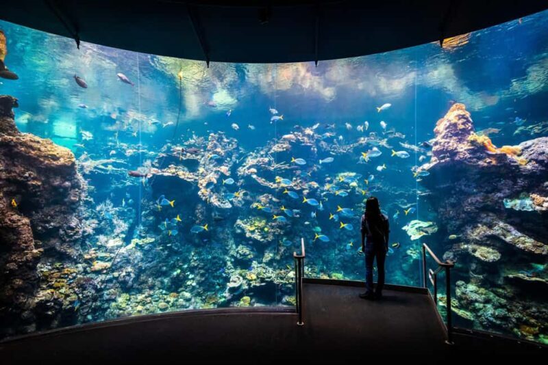 SF: CA Academy of Sciences & Hop-on Hop-off Tour (Save 15%) - A Detailed Look at the Tour Experience