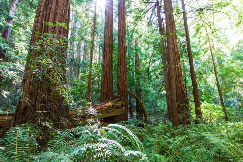 SF: Muir Woods, Sausalito, Golden Gate Bridge Private Tour - An In-Depth Look: What to Expect on This Tour