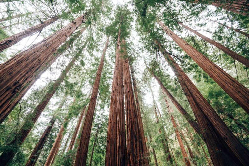 SF: Muir Woods, Sausalito, Golden Gate Bridge Private Tour - Who This Tour Is Best For
