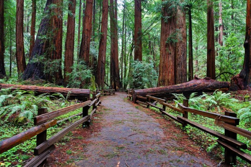 SF: Muir Woods, Sausalito, Golden Gate Bridge Private Tour - Final Thoughts