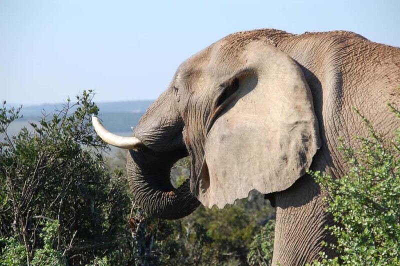 SGR Train Day Trip: Mikumi National Park - Key Points