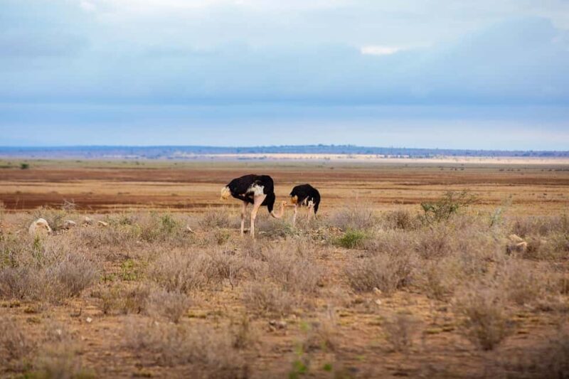 SGR Train Day Trip: Mikumi National Park - The Scenic Journey on the SGR Train
