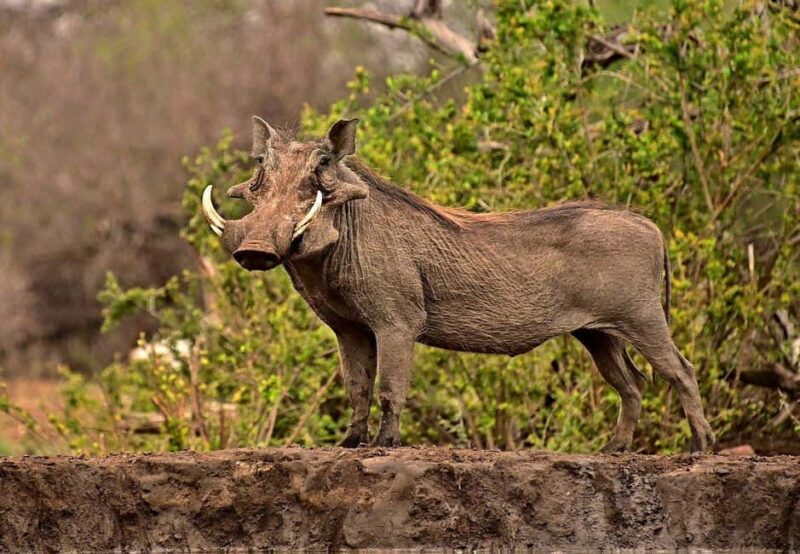 SGR Train Day Trip: Mikumi National Park - The Heart of the Tour: Mikumi National Park Safari
