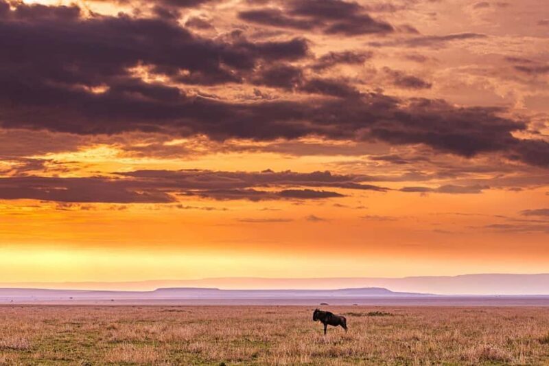 SGR Train Day Trip: Mikumi National Park - Bush Lunch and Afternoon Safari