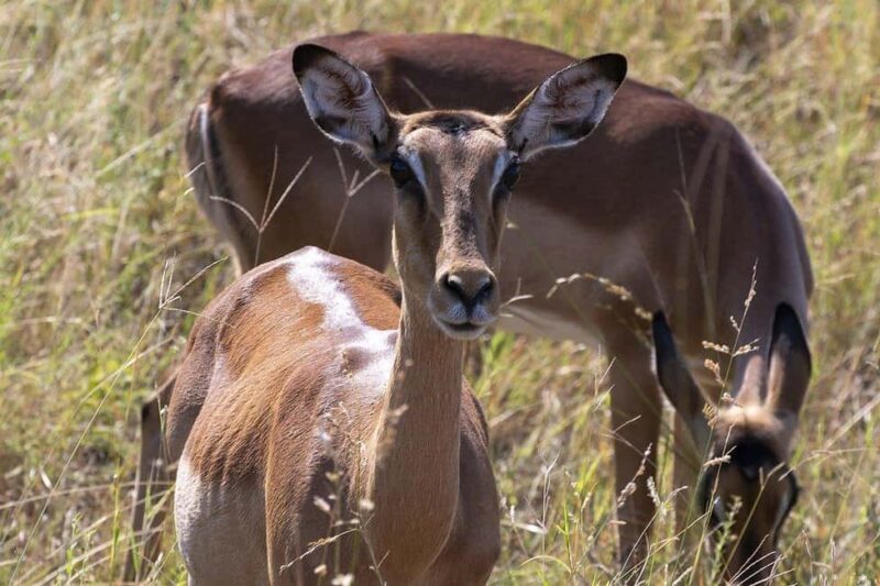 SGR Train Day Trip: Mikumi National Park - What’s Included and What’s Not?