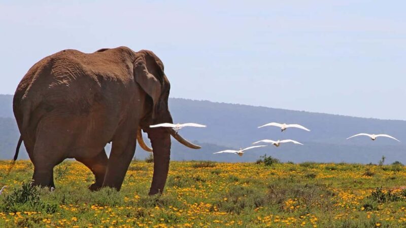 SGR Train Day Trip: Mikumi National Park - Who Should Consider This Tour?