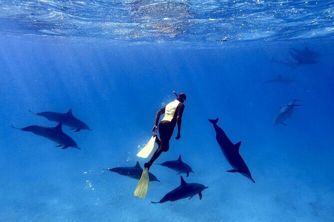 Sha'ab Samadai Reef - Dolphin House Snorkeling Tour at Marsa Alam - What to Expect on the Tour