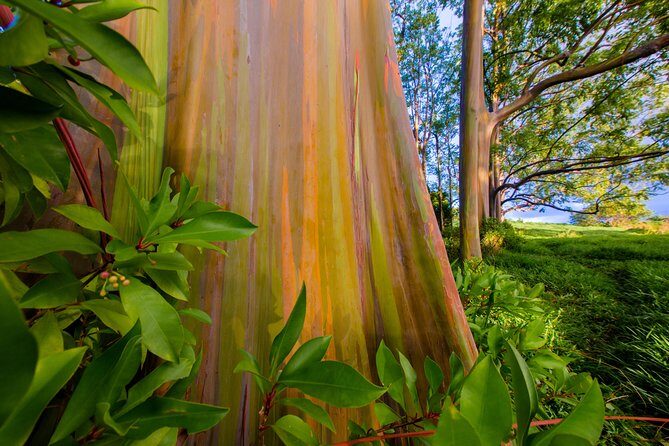 Shaka Guide Maui "Classic" Road to Hana Audio Driving Tour - Practical Considerations