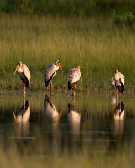 Shakawe: 3-Day Okavango Eastern Panhandle Safari - Practical Tips & Considerations