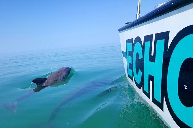 Shallow Water Snorkeling and Dolphin Watching in Key West - Practical Tips for Travelers
