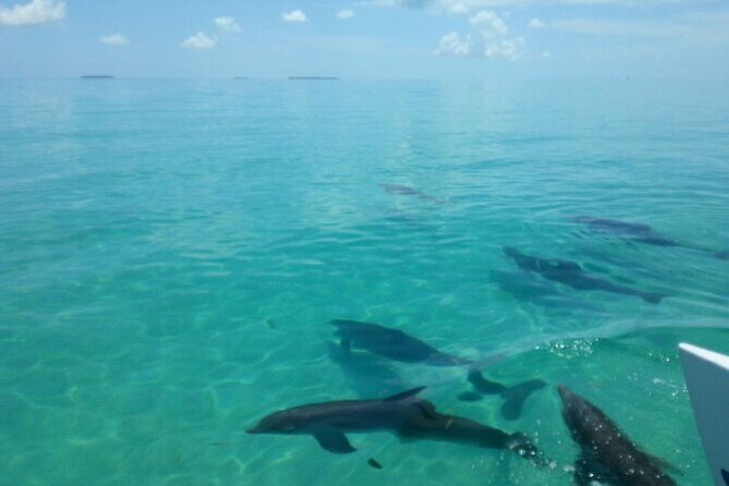 Shallow Water Snorkeling and Dolphin Watching in Key West - The Sum Up
