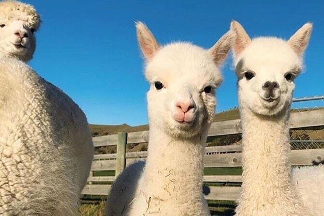 Shamakhi Alpaca Private Tour - Cancellation Policy and Practical Details