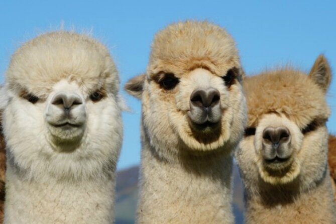 Shamarra Alpaca Farm Tours - Practical Considerations