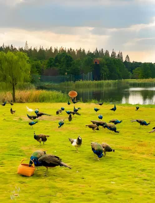 Shanghai: Chongming Island Private Tour with Lunch - Exploring Chongming Island: A Detailed Review
