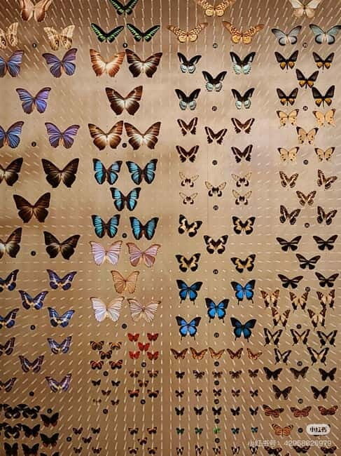 Shanghai: Natural History Museum Tickets Purchase service - An In-Depth Look at the Experience