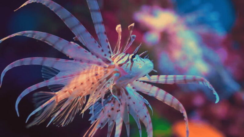 Shanghai: The Marine Wonders at Shanghai Ocean Aquarium - Key Points