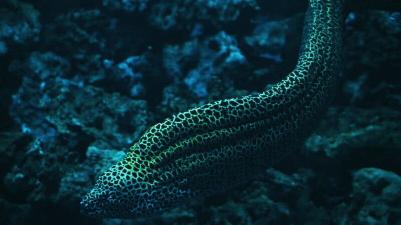 Shanghai: The Marine Wonders at Shanghai Ocean Aquarium - Final thoughts