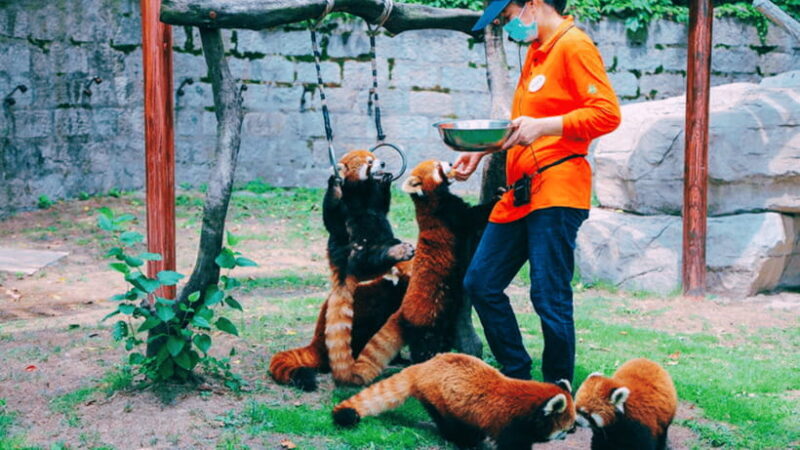 Shanghai: Wild Animal Park Ticket - Key Points