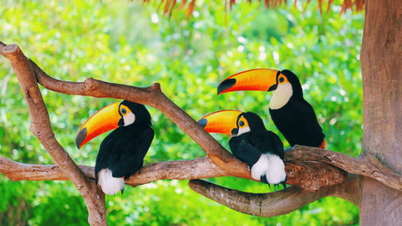 Shanghai: Wild Animal Park Ticket - FAQ