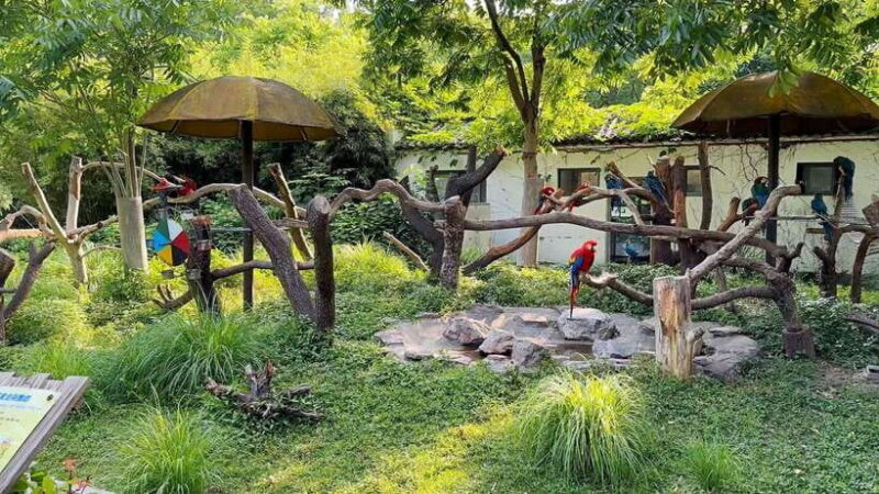 Shanghai: Zoo and Zhujiajiao Water Town Tour with Boat Ride - Key Points
