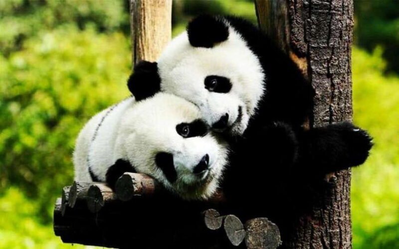 Shanghai: Zoo and Zhujiajiao Water Town Tour with Boat Ride - Practical Details and Tips