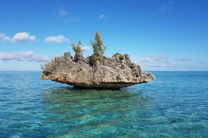 Shared 10 Pax Boat Tour: Dolphin Watching, Snorkelling and BBQ - Key Points