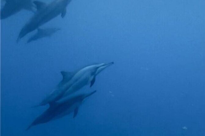Shared 10 Pax Boat Tour: Dolphin Watching, Snorkelling and BBQ - Why This Tour Offers Great Value