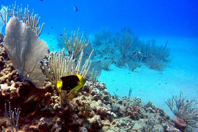Shared 2 hours Sosúa Bay Snorkeling with Professional Guide - An In-Depth Look at the Sosúa Bay Snorkeling Experience